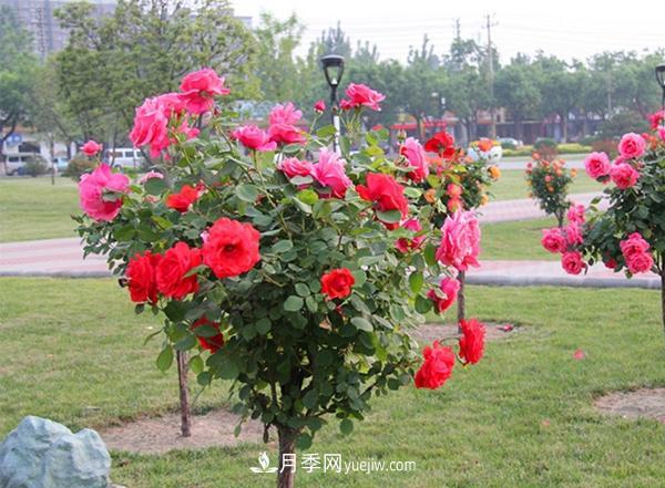 现代月季在园林绿化景观中的应用!园林人必看!(图1) 现代月季在园林绿化景观中的应用!园林人必看!(图1)
