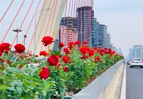 现代月季在园林景观的应用 现代月季在园林绿化景观中的应用!园林人必看!(图3)