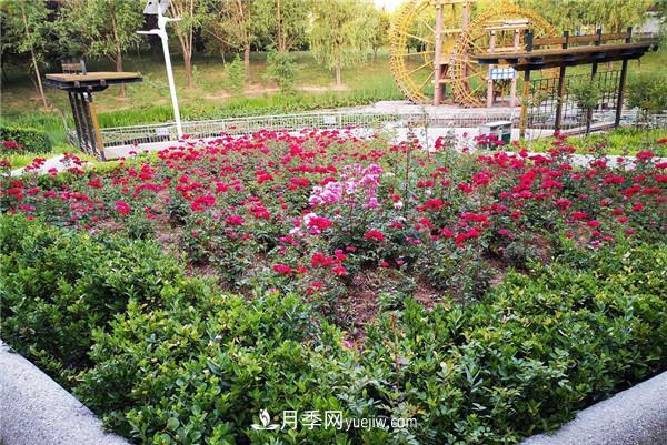 现代月季在园林景观的应用 现代月季在园林绿化景观中的应用!园林人必看!(图2)