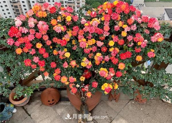 现代月季在园林景观的应用 现代月季在园林绿化景观中的应用!园林人必看!(图4)