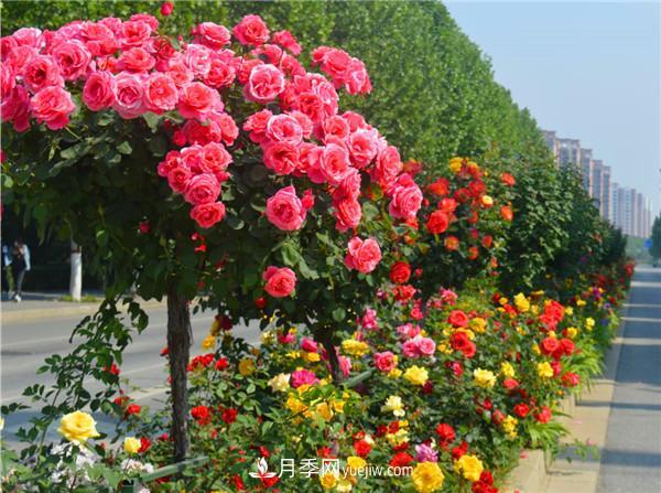 现代月季在园林景观的应用 现代月季在园林绿化景观中的应用!园林人必看!(图5)