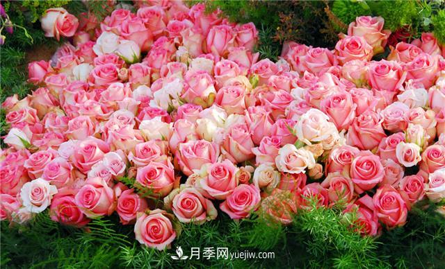 推荐给小白花友这6种月季花,扔到土里就能活(图1) 推荐给小白花友这6种月季花,扔到土里就能活(图1)