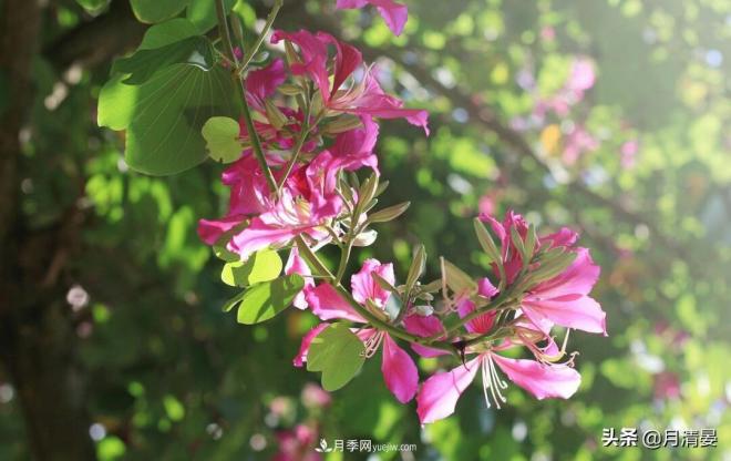盘点那些记忆里的花木景色(图1)