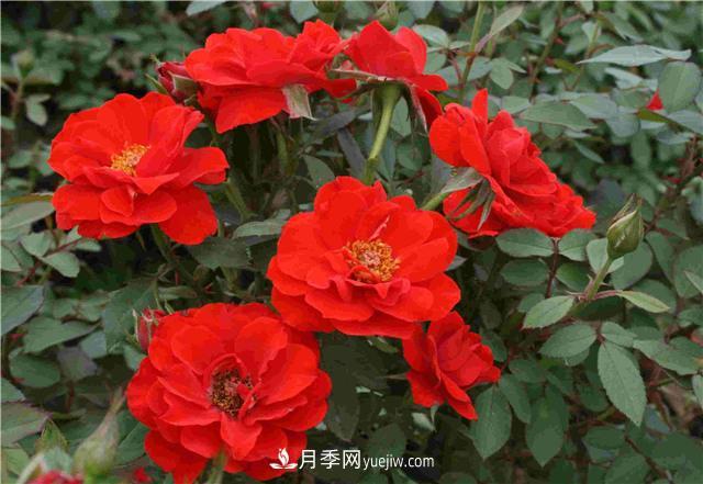 十月养月季,三个动作“虐一虐”,15天催新笋,绽放层叠群花(图2) 十月养月季,三个动作“虐一虐”,15天催新笋,绽放层叠群花(图2)