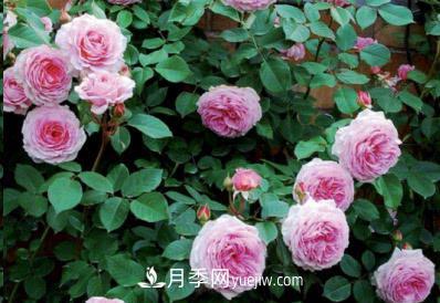 不可错过的经典灌木月季品种介绍大全！(图10)