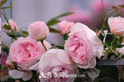 不可错过的经典灌木月季品种介绍大全！(图6)