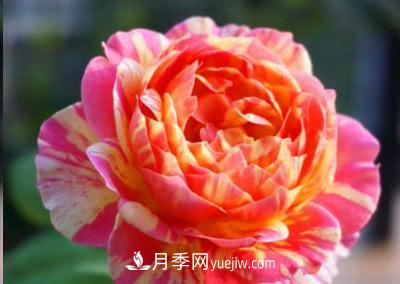 不可错过的经典灌木月季品种介绍大全！(图15)