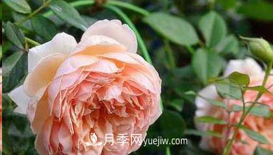 不可错过的经典灌木月季品种介绍大全！(图4)