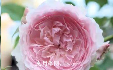 不可错过的经典灌木月季品种介绍大全！(图20)