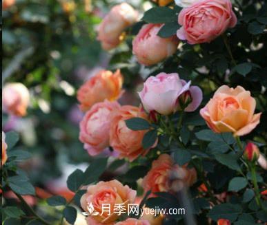 不可错过的经典灌木月季品种介绍大全！(图11)