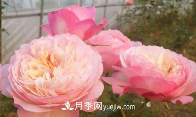 不可错过的经典灌木月季品种介绍大全！(图13)