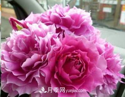 不可错过的经典灌木月季品种介绍大全！(图29)