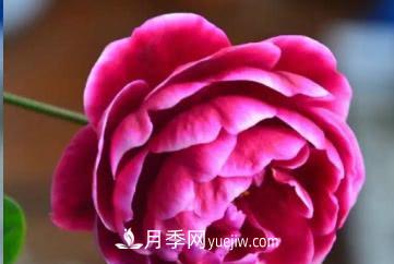 不可错过的经典灌木月季品种介绍大全！(图28)