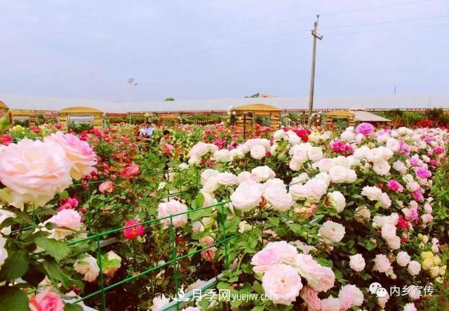 游玩好去处!内乡县灌涨镇欧月花海风情园盛妆开园(图3) 游玩好去处!内乡县灌涨镇欧月花海风情园盛妆开园(图3)