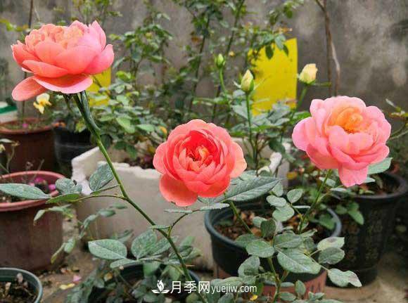 解密月季的花期控制技巧，让月季分期分批、不断开花(图1)