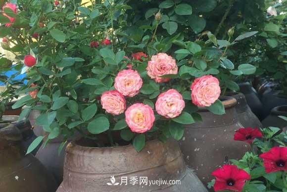 解密月季的花期控制技巧，让月季分期分批、不断开花(图2)