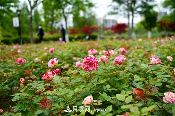 月季最适合施肥的时节，具体施什么肥？(图1)