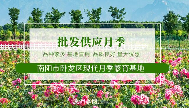 南阳月季，古桩月季，树状月季-南阳市卧龙区现代月季繁育基地(图3)