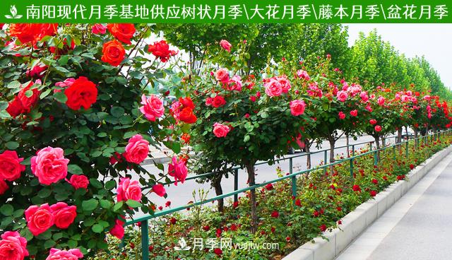 南阳月季，古桩月季，树状月季-南阳市卧龙区现代月季繁育基地(图2)