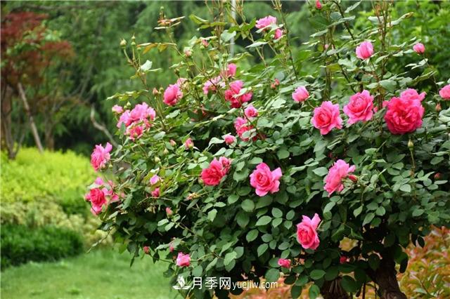 月季和玫瑰的区别是什么？分辨很简单(图2)