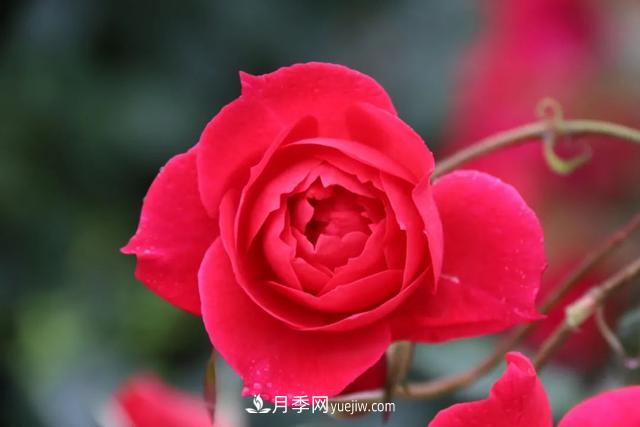 月季正红：唯有此花开不厌，一年长占四时春(图3)