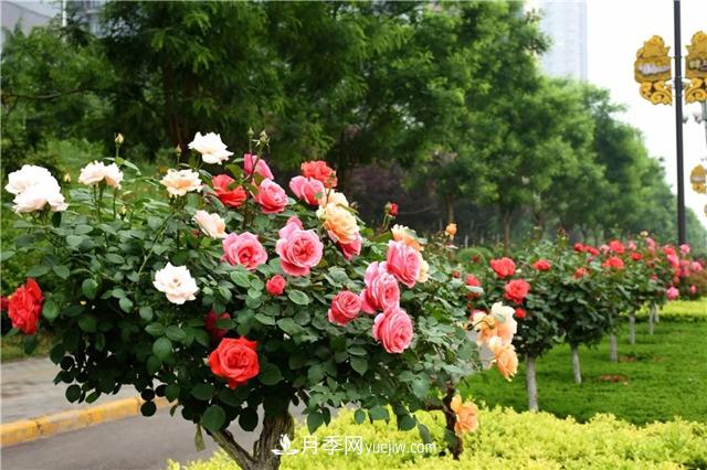 月季人看过来！树状月季生产操作规范(图3)