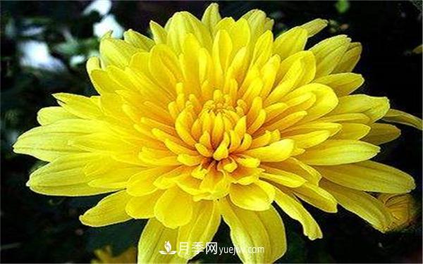 北方秋天开的花有哪些？哪个最好养？(图1)