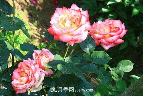 月季为什么老是黑杆？月季长虫怎么办？(图1)