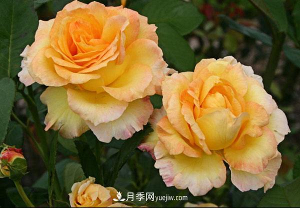 大花月季怎样种植?4个栽培管理事项要注意!(图1) 大花月季怎样种植?4个栽培管理事项要注意!(图1)