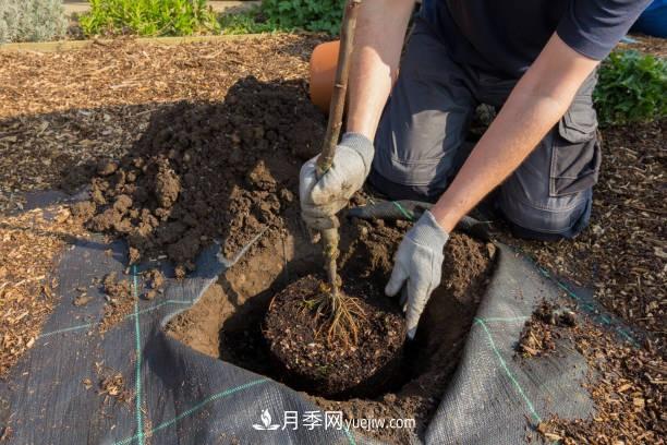 警惕！苗木交易中的常见骗术(图1)
