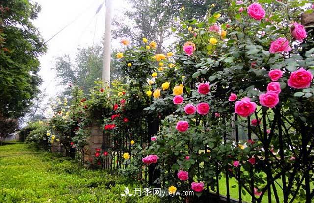 绿篱花卉苗木--藤本月季(图3)