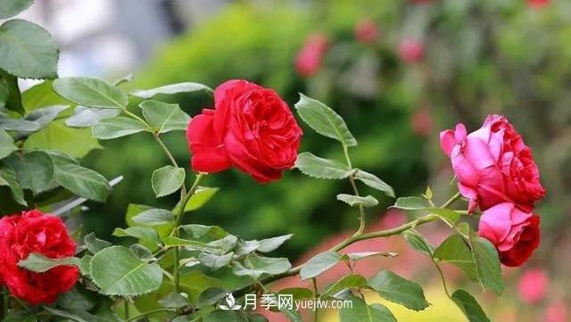 怎么让高的月季长成矮的月季呢?(图2) 怎么让高的月季长成矮的月季呢?(图2)