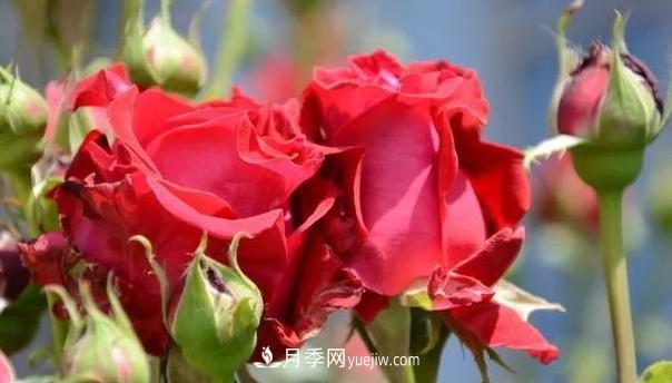 怎么让高的月季长成矮的月季呢?(图1) 怎么让高的月季长成矮的月季呢?(图1)