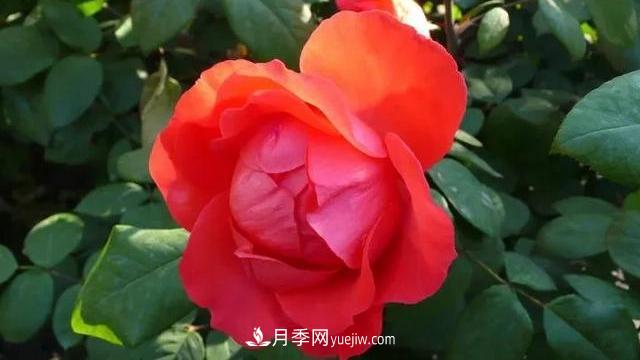 怎么让高的月季长成矮的月季呢?(图3) 怎么让高的月季长成矮的月季呢?(图3)