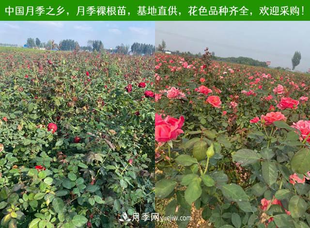 月季剪个枝条插到土里能生根吗(图1) 月季剪个枝条插到土里能生根吗(图1)