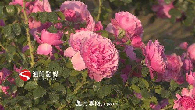 宿迁泗阳:博士月季姐姐用快繁技术建起一座鲜花小镇(图1) 宿迁泗阳:博士月季姐姐用快繁技术建起一座鲜花小镇(图1)