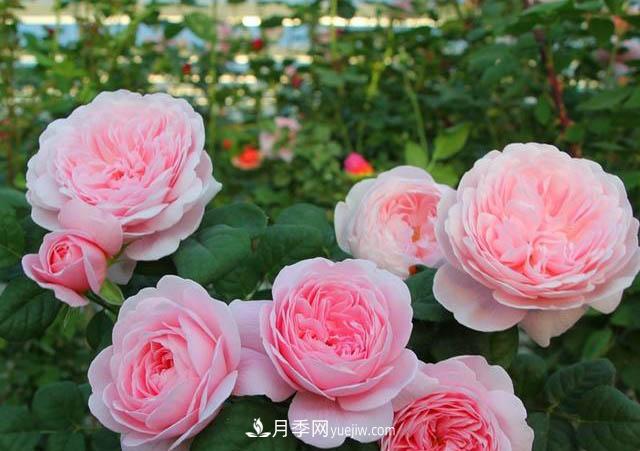 想让月季花多鲜艳,肥料特重要,冬天是埋冬肥,注意下还有讲究(图1) 想让月季花多鲜艳,肥料特重要,冬天是埋冬肥,注意下还有讲究(图1)