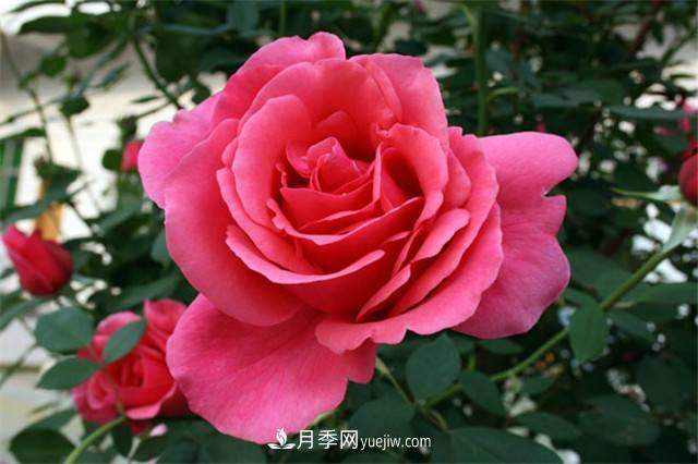 冬天月季易生病?做好3件事,健康茁壮开爆盆(图1) 冬天月季易生病?做好3件事,健康茁壮开爆盆(图1)