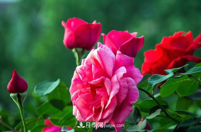 月季养护:月季修剪有什么好处(图1) 月季养护:月季修剪有什么好处(图1)