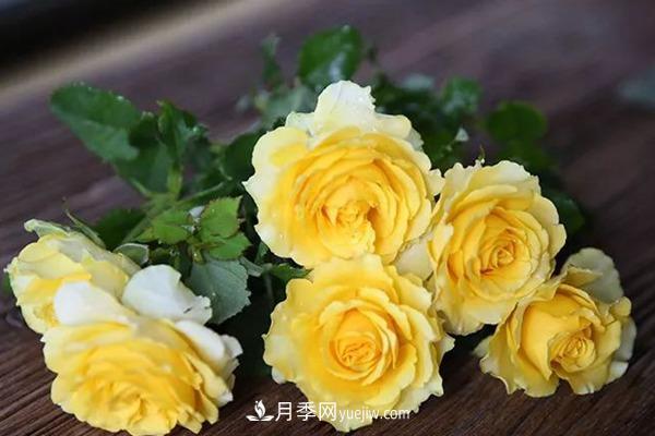 黄色的贝壳月季也很漂亮(图2) 黄色的贝壳月季很漂亮(图2)