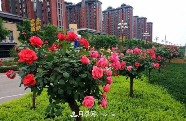 河南郑州树状月季批发(图1) 河南郑州树状月季批发(图1)