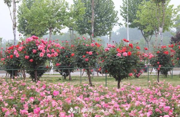 绿化工程用树状月季(图1) 绿化工程用树状月季(图1)