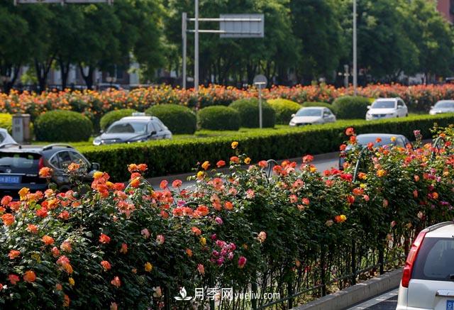 道路树状月季,行道月季树(图1) 道路树状月季,行道月季树(图1)