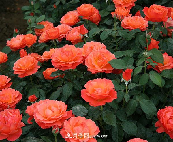 秋季冬季栽种大花月季合适吗?(图1) 秋季冬季栽种大花月季合适吗?(图1)