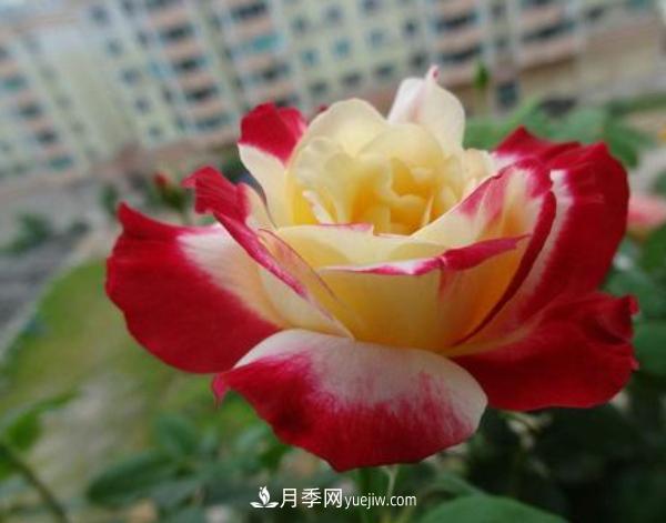 一般盆栽大花月季什么时间修剪比较好?(图1) 一般盆栽大花月季什么时间修剪比较好?(图1)