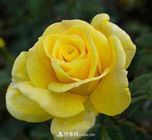 大花月季播种育苗前需要准备哪些内容?(图1) 大花月季播种育苗前需要准备哪些内容?(图1)