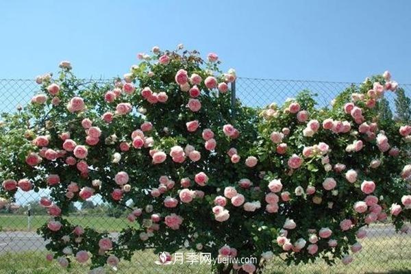最美藤本月季品种龙沙宝石,打造景区花墙(图2) 最美藤本月季品种龙沙宝石,打造景区花墙(图2)