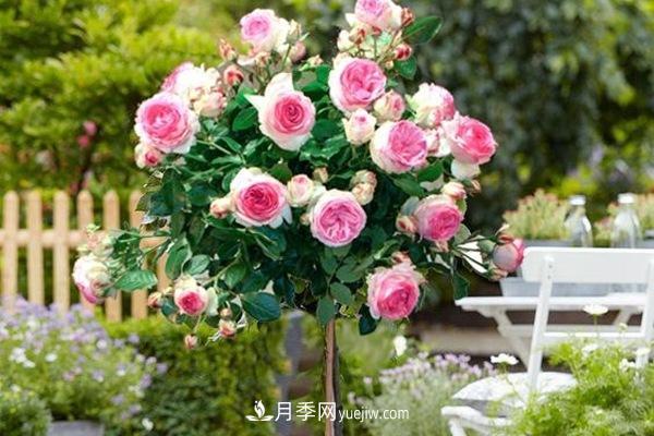 最美藤本月季品种龙沙宝石,打造景区花墙(图1) 最美藤本月季品种龙沙宝石,打造景区花墙(图1)