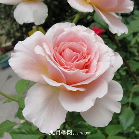 亚伯 8种适合阳台养殖的藤本月季品种(图2)