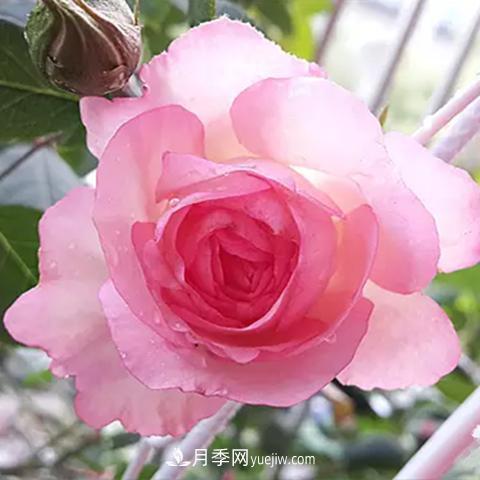 藤本小伊甸园 8种适合阳台养殖的藤本月季品种(图7)